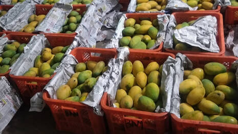 mango