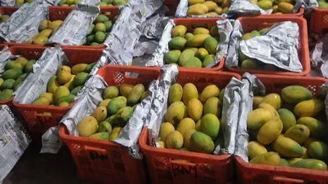 mango