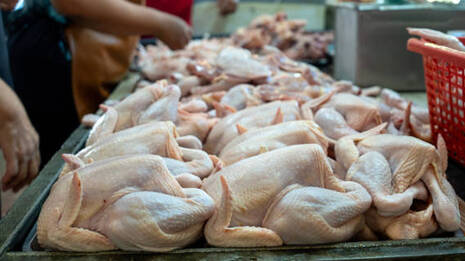 chicken