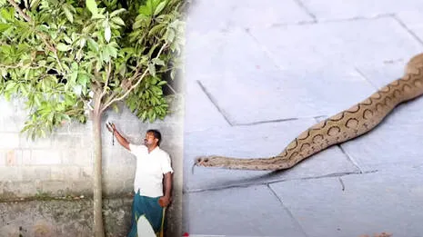 snake