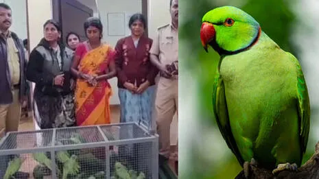 parrot