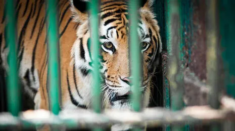 tiger