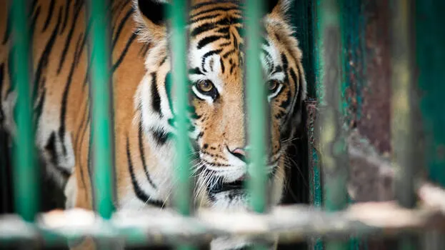 tiger