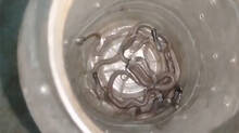 panic-after-11-cobra-snakes-found-inside-house-family-forced-to-flee-home-in-ups-kannauj