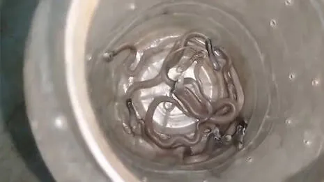 snakes