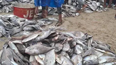 fish