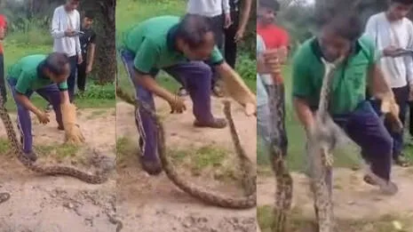 snake