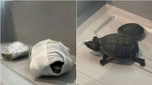 turtles