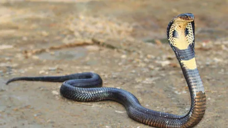 -snake