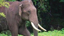 wild-elephant-attack-at-idukki-one-death