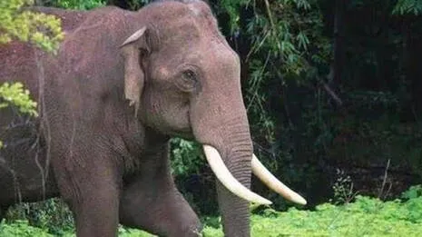 wild-elephant