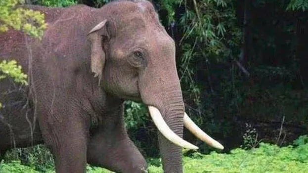wild-elephant