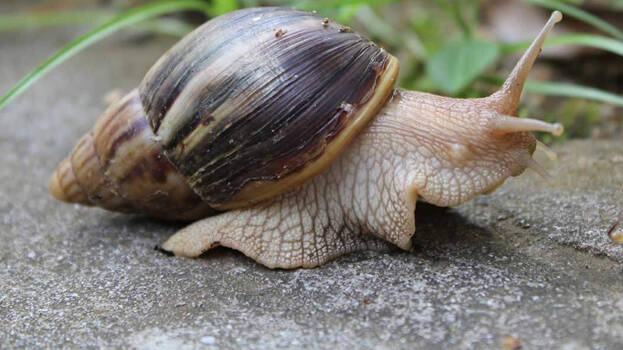 african-snails