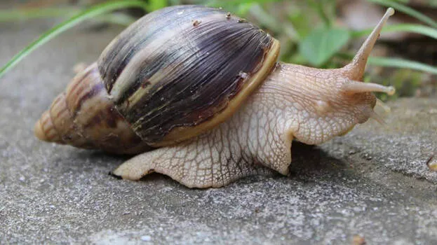 african-snails