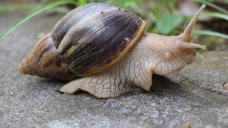 african-snails