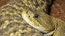 which-country-have-more-types-of-snakes