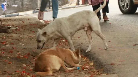 dogs