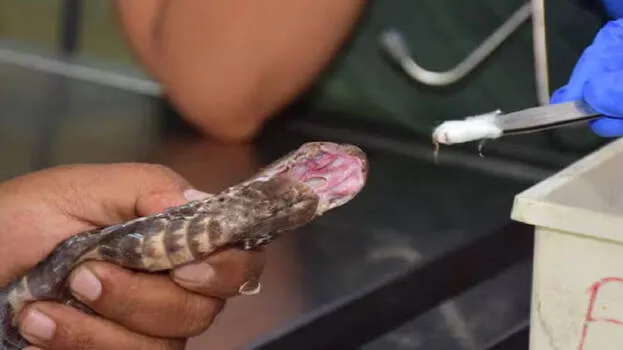 snake