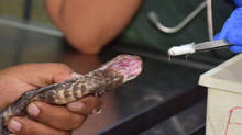 a-group-of-snake-charmers-arrested-for-being-cruel-to-snakes