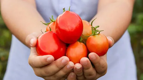 tomato