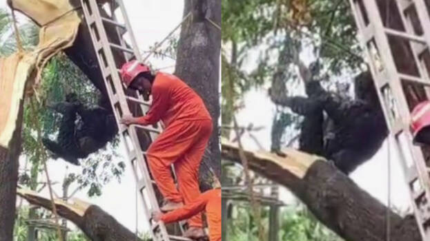 raju