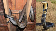 king-cobras-will-give-you-these-signals-before-attacking