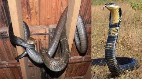 king-cobra