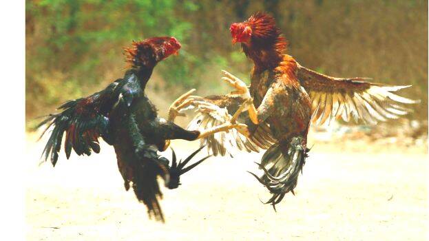 kozhi