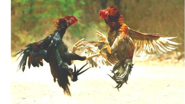 kozhi