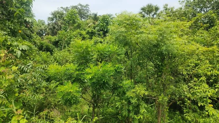 nenmmara