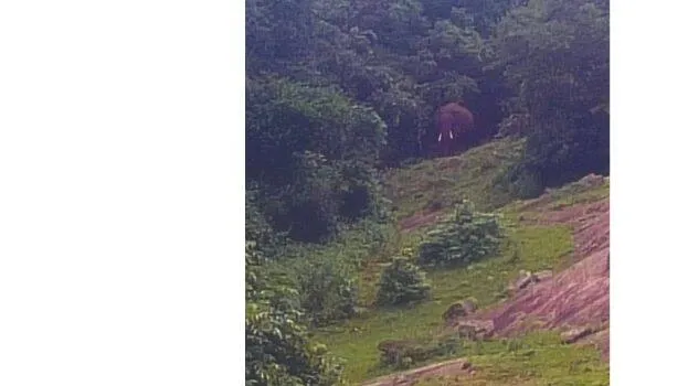 elephant