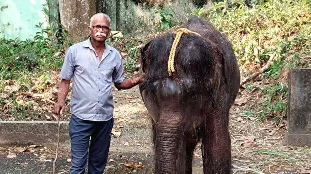 elephant-