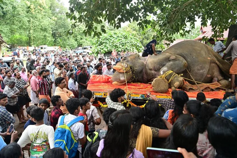 elephant-