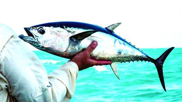 fish