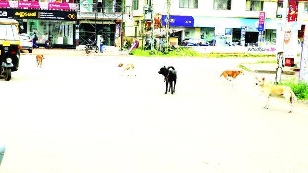 dogs