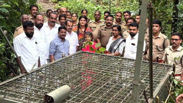 puli-
