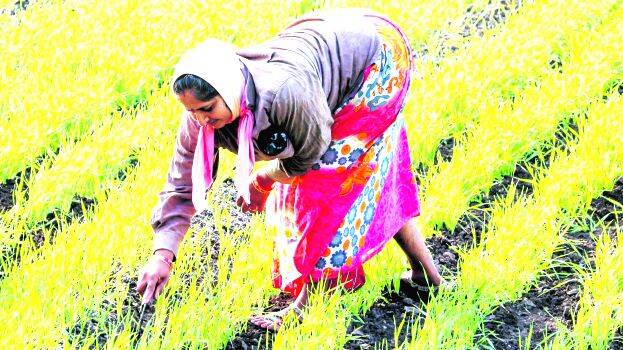 farmer