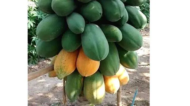 pappaya