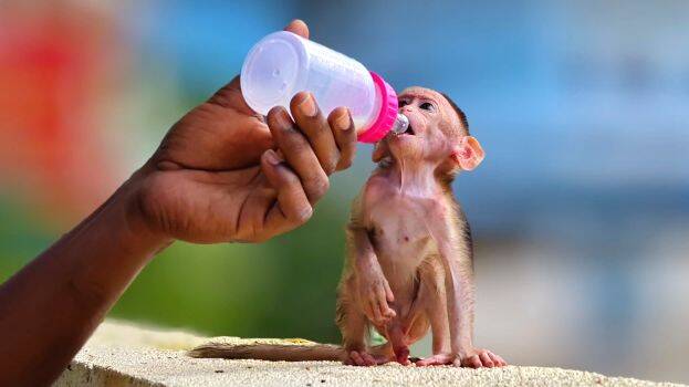 monkey