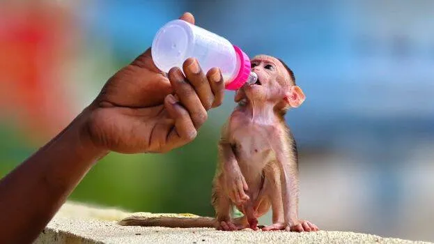 monkey