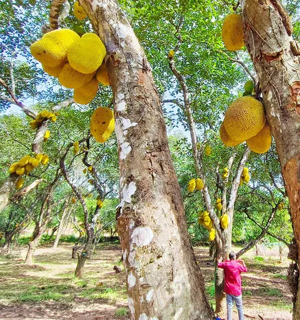 jack-fruit