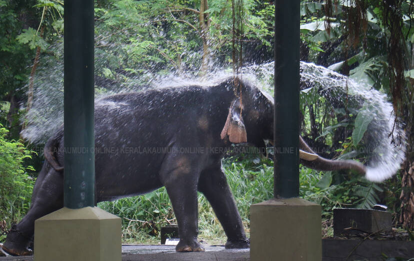 elephant