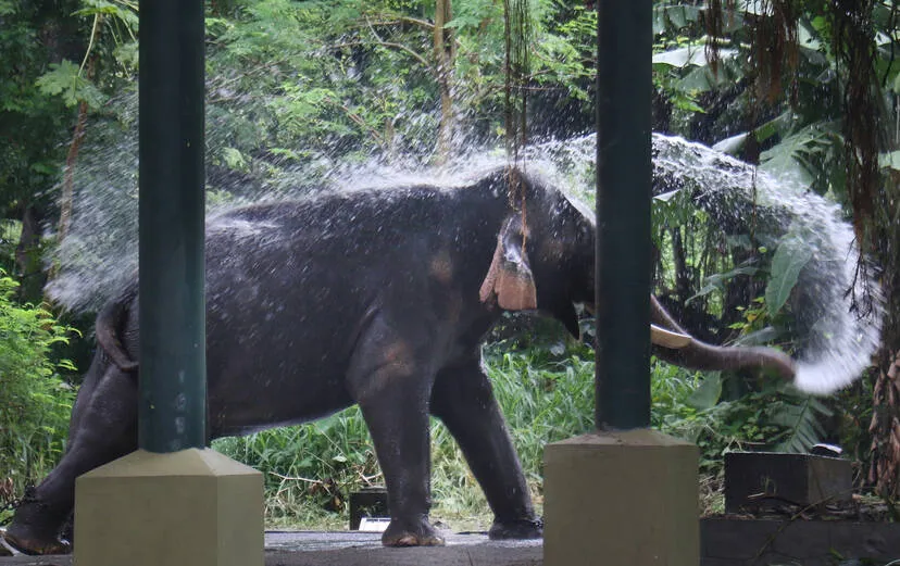 elephant