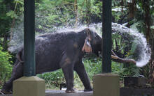 elephant