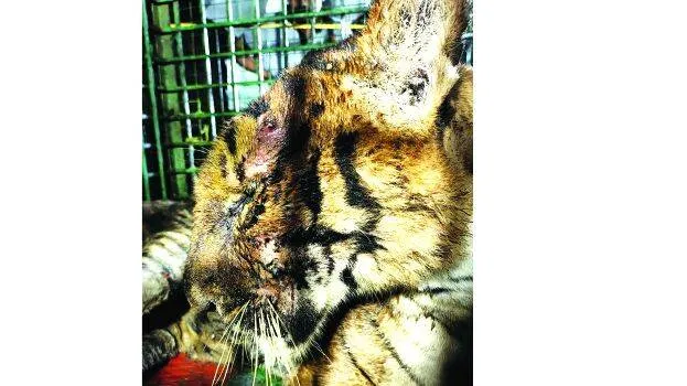 puli