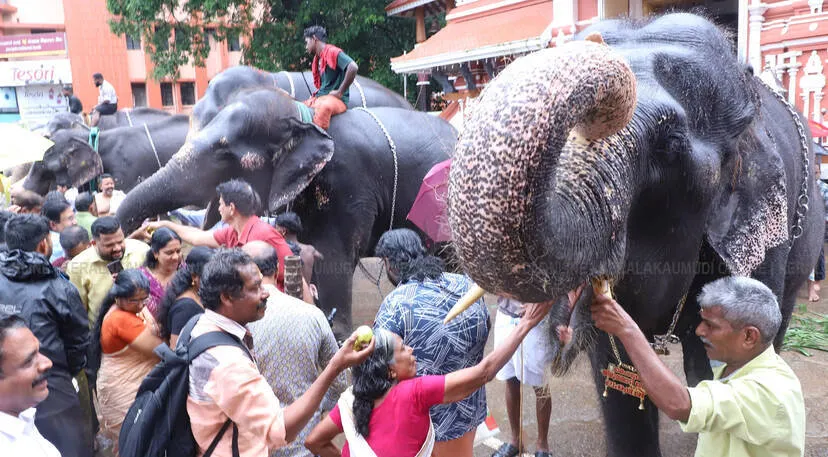 elephant