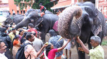 elephant