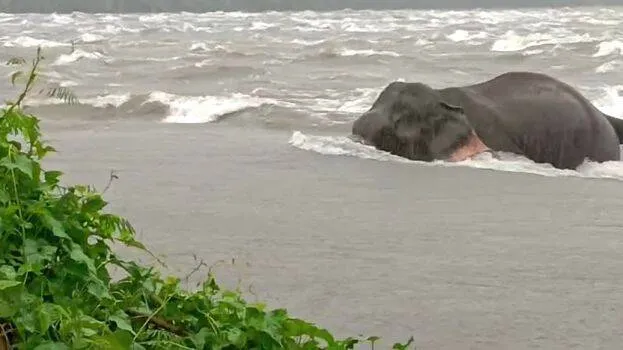 elephant