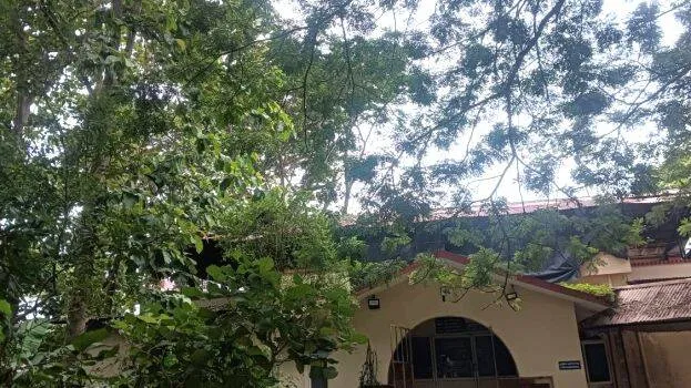 tree-