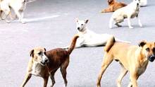 street-dog